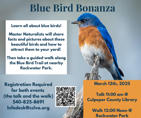 Blue Bird on a branch and information about event